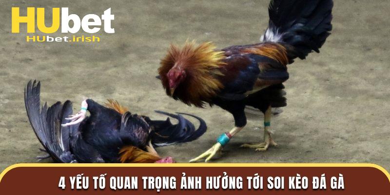 4 yếu tố quan trọng ảnh hưởng tới soi kèo đá gà