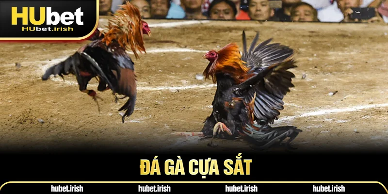 Đá Gà Cựa Sắt HUBET - Bí Quyết Tạo Nên Sức Hút Cho Trận Đấu