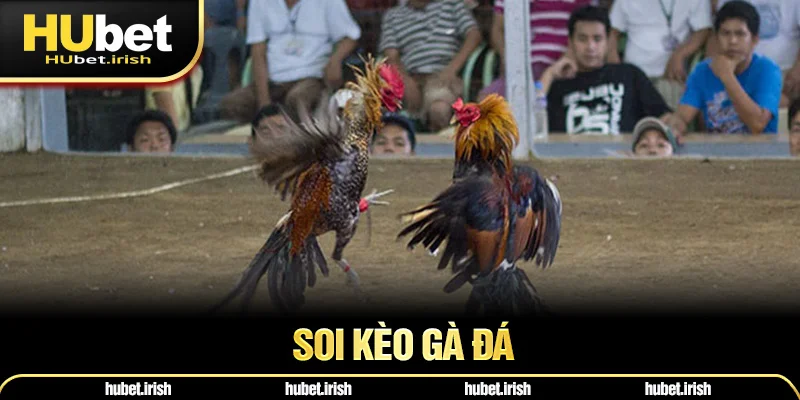 Soi Kèo Gà Đá  - Mẹo Cược Luôn Thắng Lớn Kiếm Tiền Tỷ
