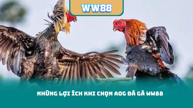 Những Lợi Ích Khi Chọn AOG Đá gà WW88